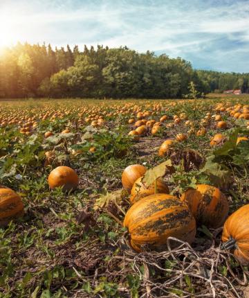 iStock-840578862 iStock-840578862